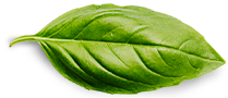 Fresh green basil leaf isolated