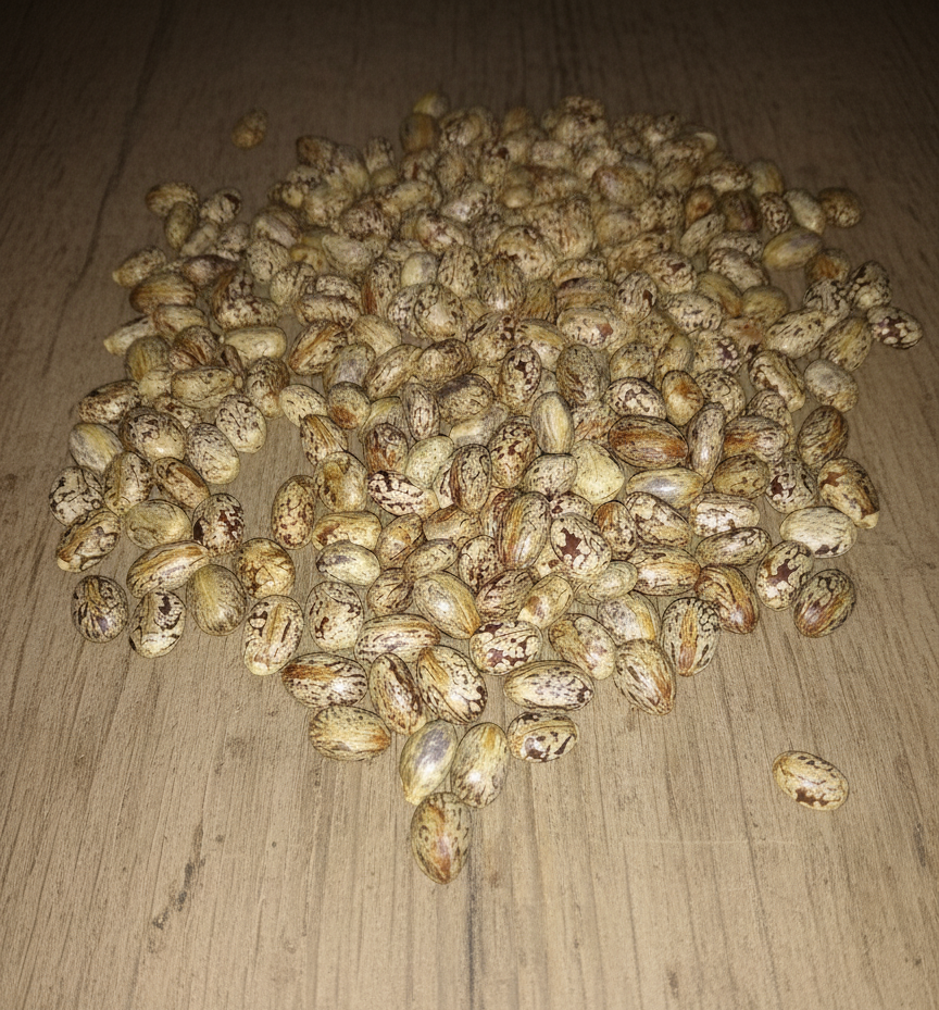 Harvested Castor Beans