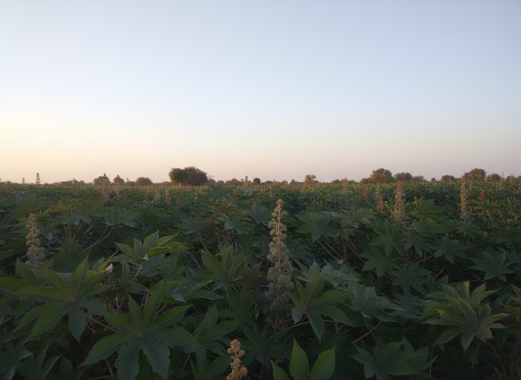 sunset at our castor oil farm